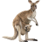 Kangaroo